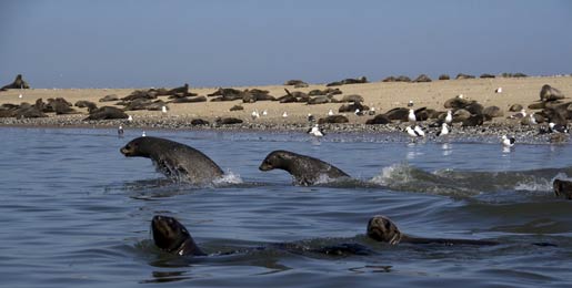 Autocamper leje i Walvis Bay